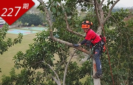 樹梢上的美容師